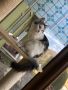 VENDO Bellissima cucciola di Maine Coon